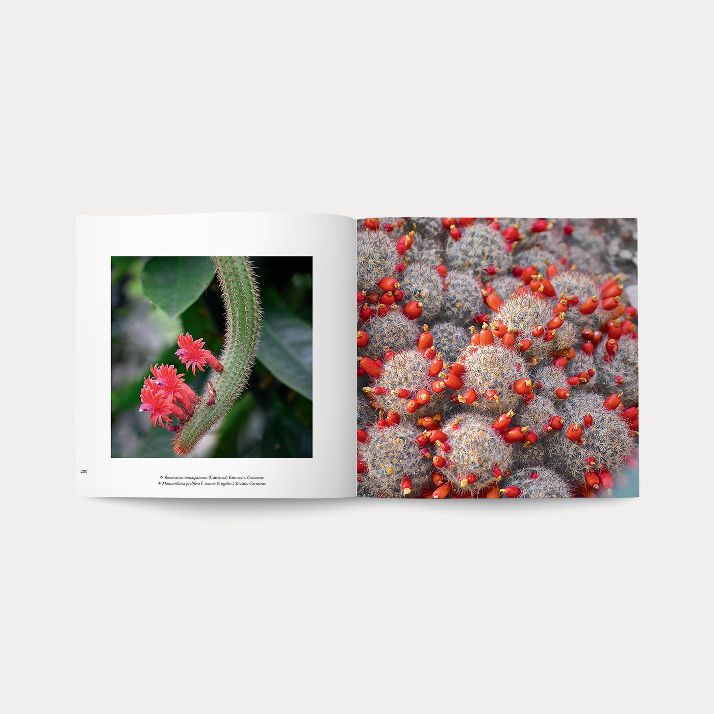 Libro Di Fiori e di Spine