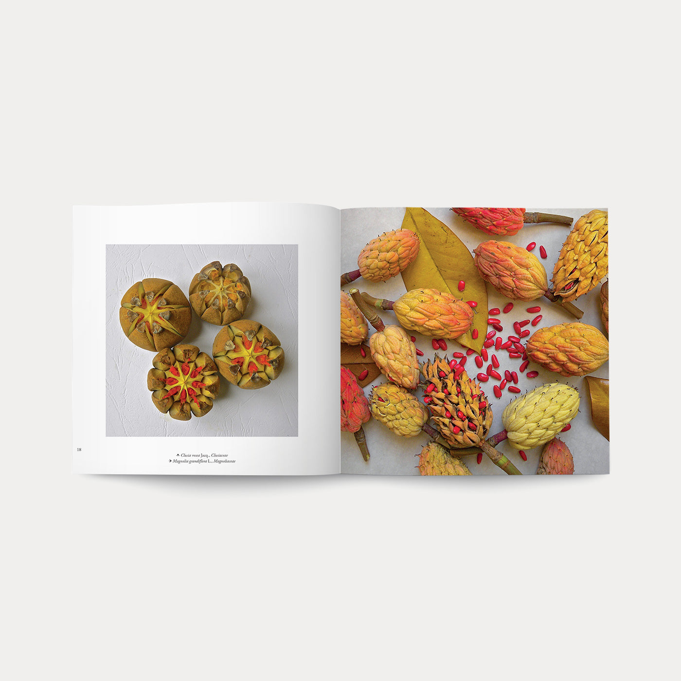 Libro I Semi della Vita