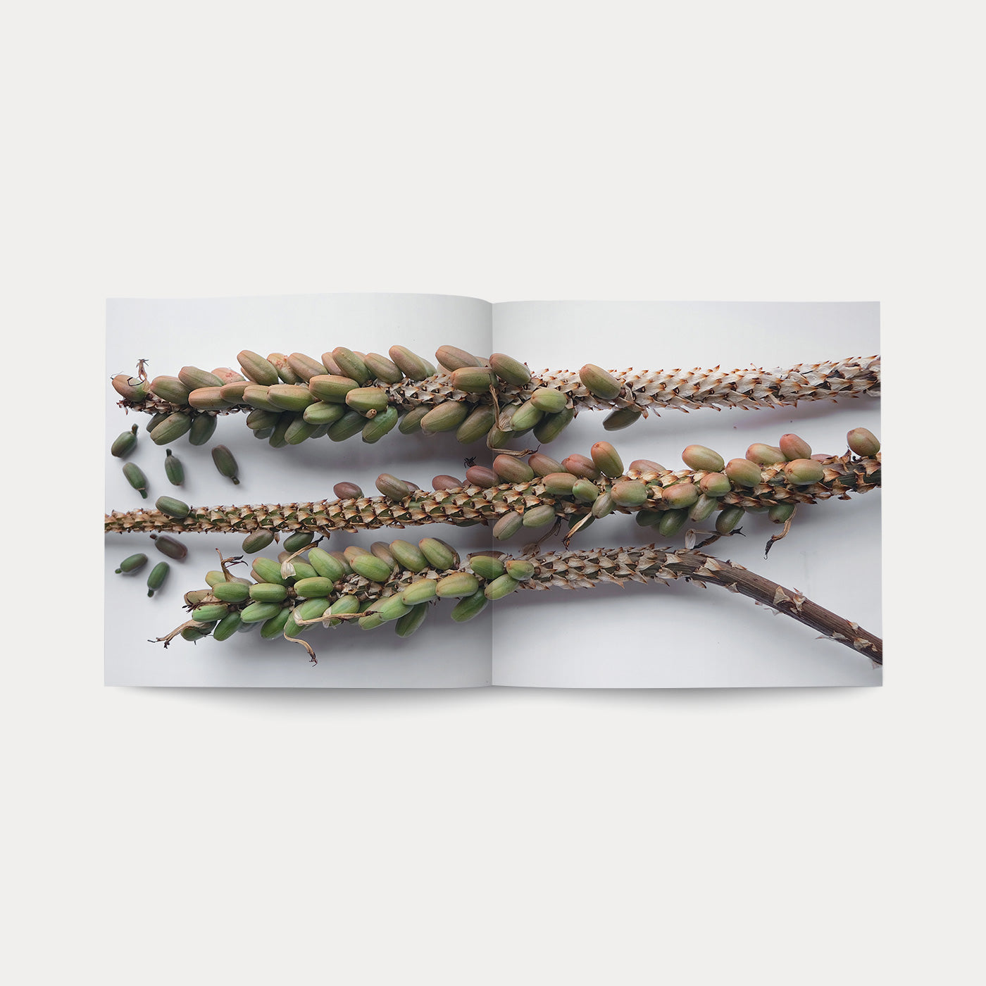 Libro I Semi della Vita